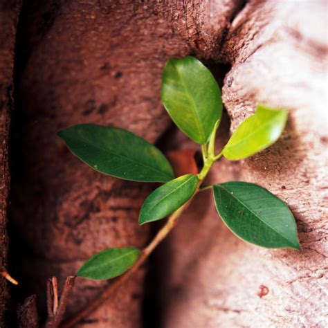 榕樹 招陰|鬼月「避邪植物」推薦這5種！「抹草」沐浴可趨吉避凶，「榕樹。